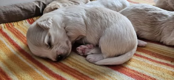 Cuccioli di maltese+havanese | Foto 0