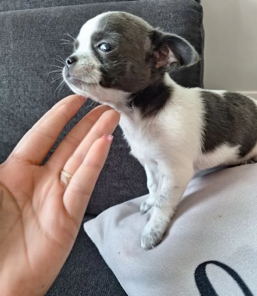 Cucciola di chihuahua  | Foto 0