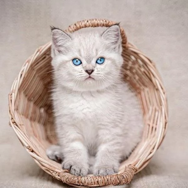 Adorabili gatti del Ragdoll .