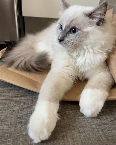 Gatti Ragdoll sani