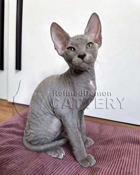 Gattini Don Sphynx con pedigree | Foto 0