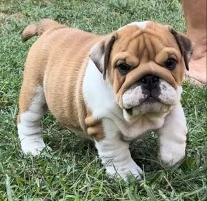 Cuccioli di Bulldog inglese | Foto 0