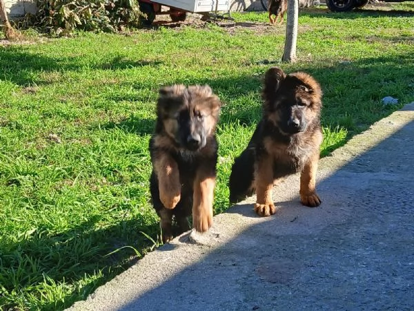 Cuccioli di pastore tedesco  | Foto 2