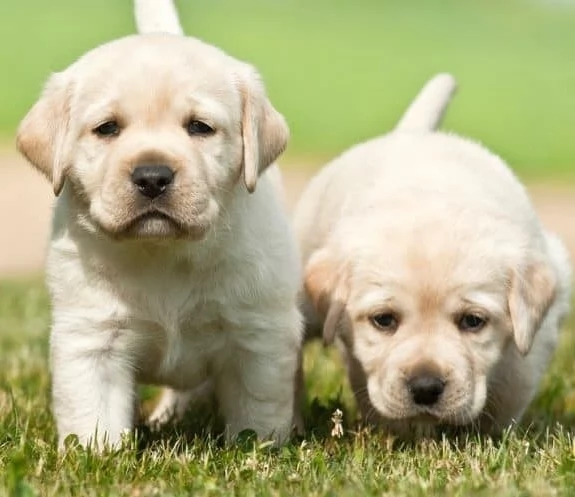 Cuccioli di Labrador