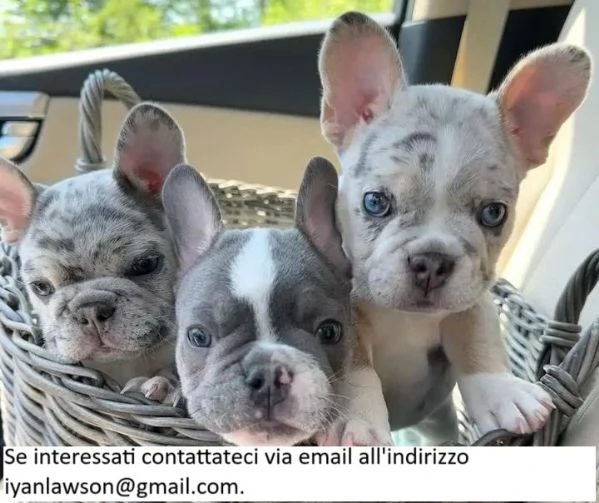 Cuccioli di bulldog francese in adozione!!