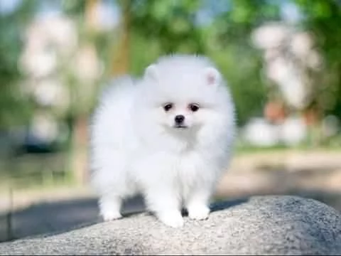 maschio e femmina di Pomerania pronti  | Foto 0