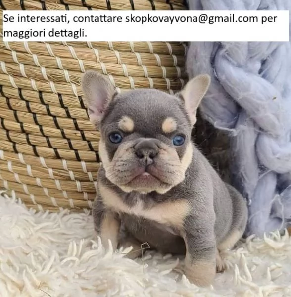 Cuccioli di bulldog francese sani in vendita  .