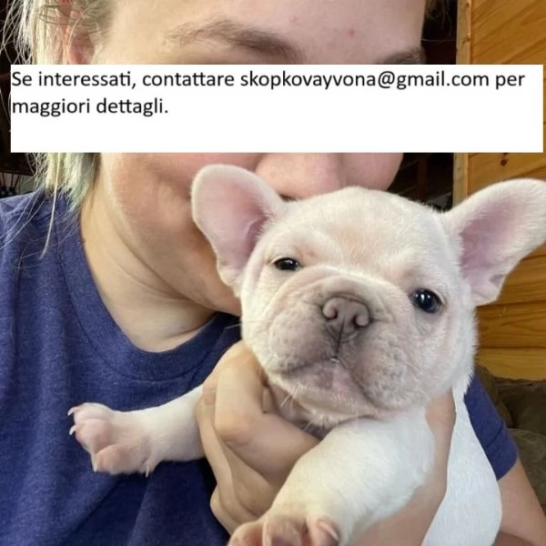 Adorabili cuccioli di bulldog inglese disponibili^