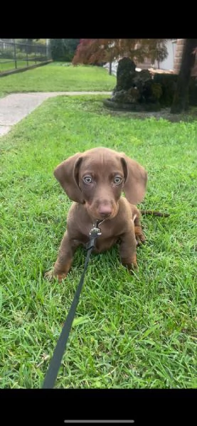 Cucciolo bassotto tedesco cioccolato