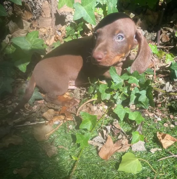 Cucciolo bassotto tedesco cioccolato | Foto 0