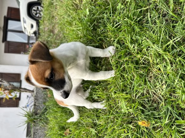 Disponibile Tre cuccioli di jack russell