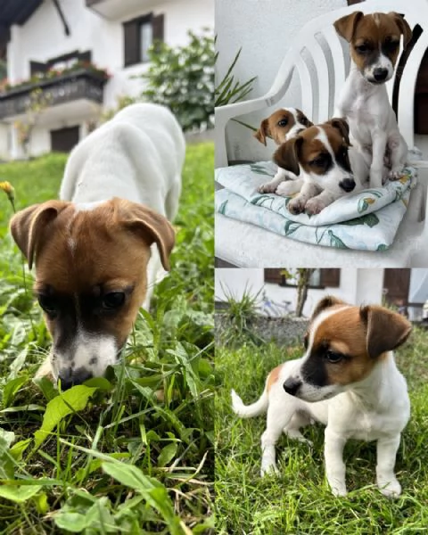 Disponibile Tre cuccioli di jack russell | Foto 1