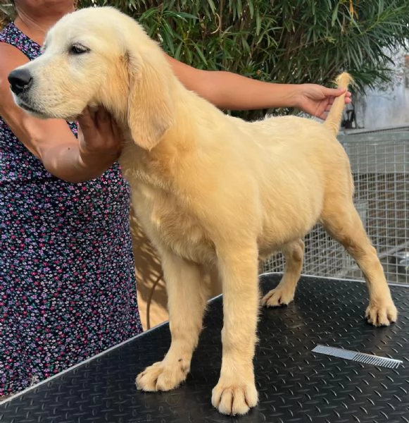 Cuccioli di golden retriever linea inglese con pedigree  | Foto 4