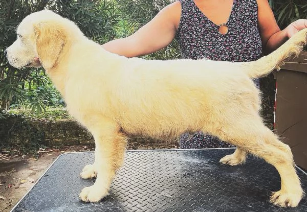 Cuccioli di golden retriever linea inglese con pedigree  | Foto 3