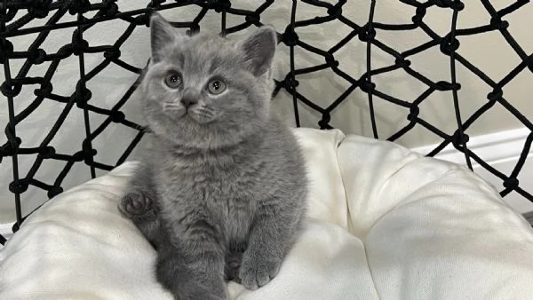 Due cucciole british shorthair