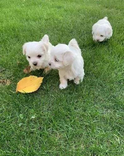 regala i nostri cuccioli di Maltese maschi e femmine | Foto 2