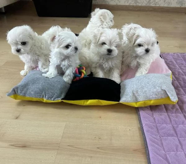 regala i nostri cuccioli di Maltese maschi e femmine | Foto 0