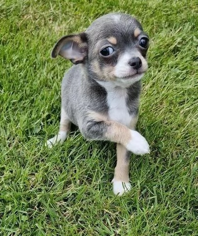 regala i nostri cuccioli di Chihuahua maschi e femmine