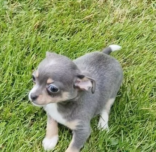 regala i nostri cuccioli di Chihuahua maschi e femmine | Foto 2