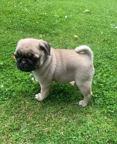 regala i nostri cuccioli di Carlino maschi e femmine | Foto 2