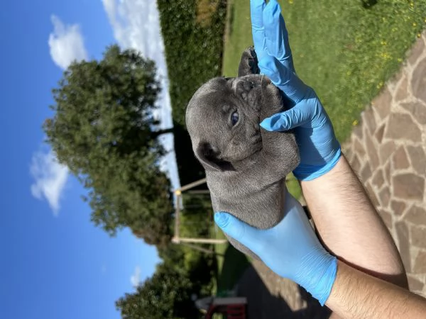 Bellissimo cucciolo di Bulldog Francese Blu