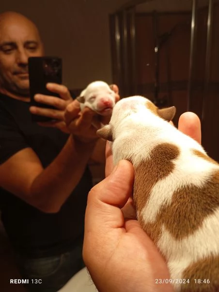 Cuccioli di Pitbull  | Foto 2