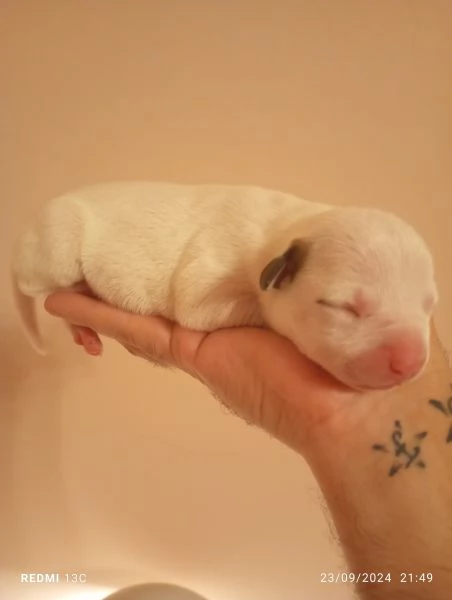 Cuccioli di Pitbull  | Foto 1