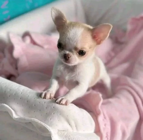 Adorabili cuccioli di Chihuahua maschi e femmine disponibili  | Foto 5