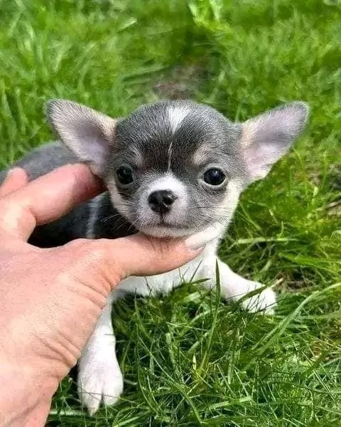 Adorabili cuccioli di Chihuahua maschi e femmine disponibili  | Foto 4