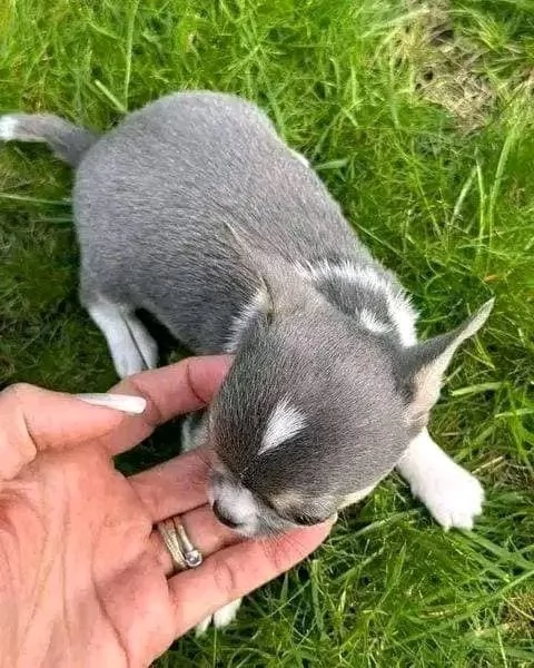 Adorabili cuccioli di Chihuahua maschi e femmine disponibili  | Foto 3