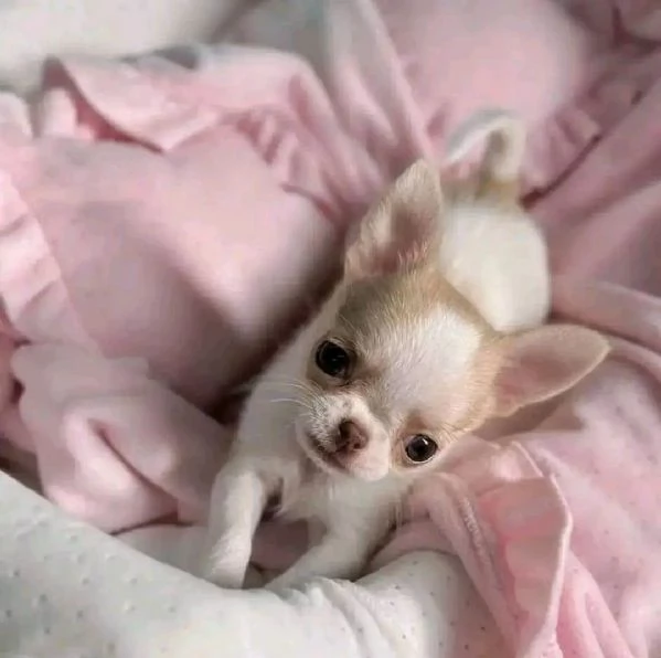 Adorabili cuccioli di Chihuahua maschi e femmine disponibili 