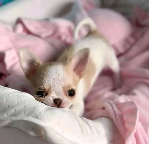 Adorabili cuccioli di Chihuahua maschi e femmine disponibili  | Foto 1