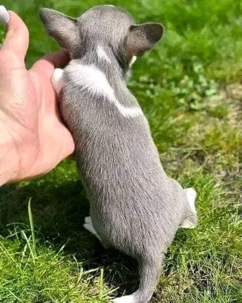 Adorabili cuccioli di Chihuahua maschi e femmine disponibili  | Foto 0