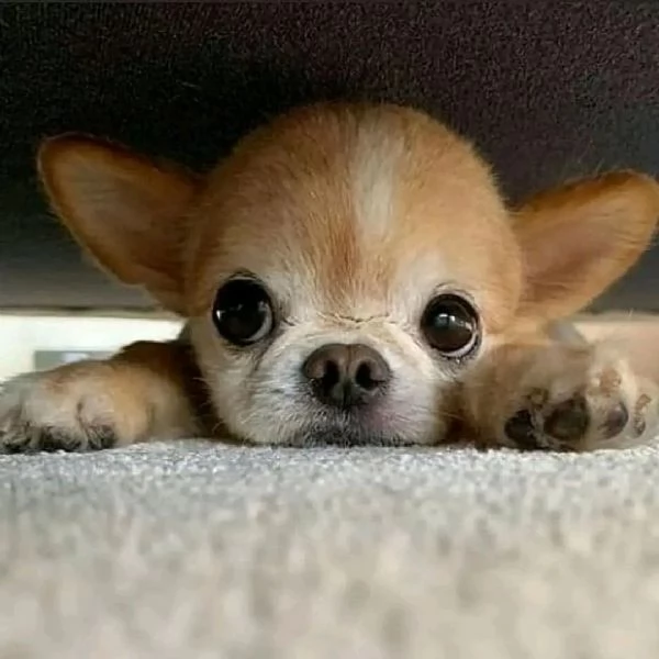 Adorabili cuccioli di Chihuahua maschi e femmine  | Foto 6