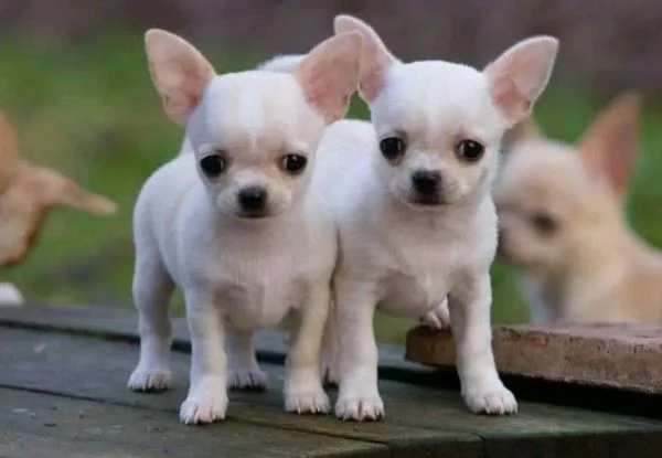 Adorabili cuccioli di Chihuahua maschi e femmine 