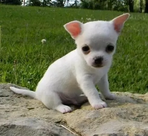 Adorabili cuccioli di Chihuahua maschi e femmine  | Foto 2