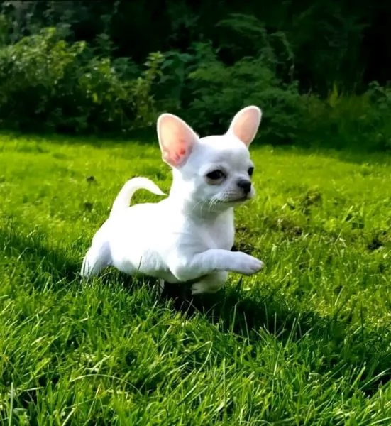 Adorabili cuccioli di Chihuahua maschi e femmine  | Foto 0