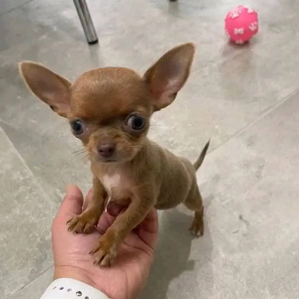 2Adorabili cuccioli di Chihuahua maschi e femmine disponibili  | Foto 5