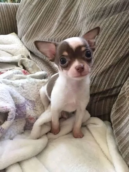 2Adorabili cuccioli di Chihuahua maschi e femmine disponibili  | Foto 4