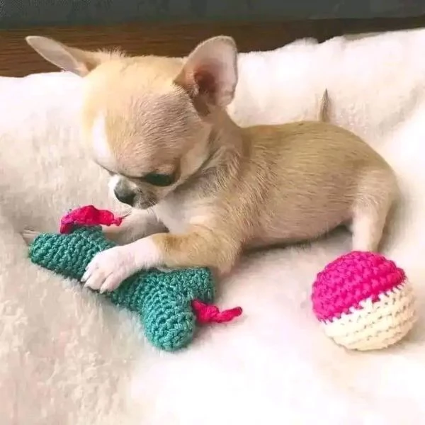 2Adorabili cuccioli di Chihuahua maschi e femmine disponibili  | Foto 3