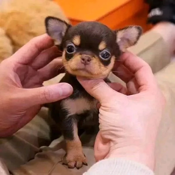 Adorabili cuccioli di Chihuahua maschi e femmine disponibili di 10 settimane vaccinati e pronti per  | Foto 3