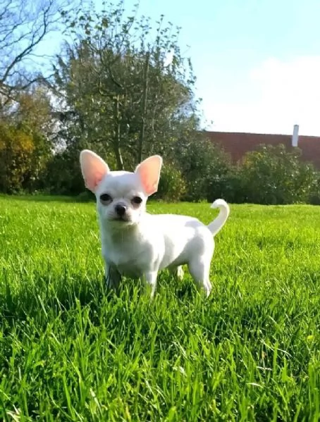 Adorabili cuccioli di Chihuahua maschi e femmine disponibili di 10 settimane vaccinati e pronti per  | Foto 2