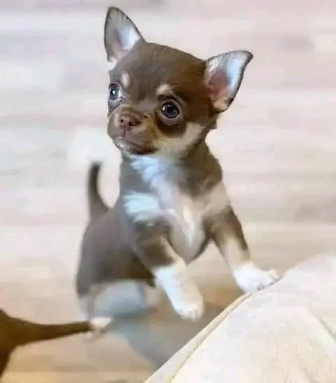 Adorabili cuccioli di Chihuahua maschi e femmine disponibili di 10 settimane vaccinati e pronti per  | Foto 1