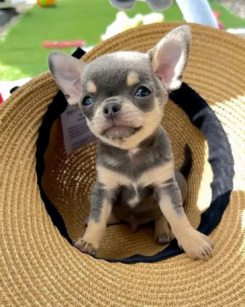 Adorabili cuccioli di Chihuahua maschi e femmine disponibili di 10 settimane vaccinati e pronti per  | Foto 0