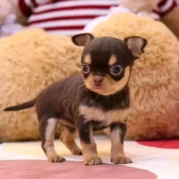 Adorabili cuccioli di Chihuahua maschi e femmine disponibili di 10 settimane vaccinati e pronti per  | Foto 6