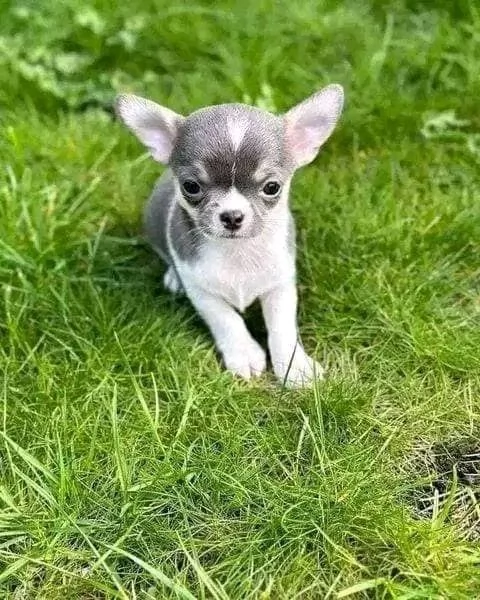 Adorabili cuccioli di Chihuahua maschi e femmine disponibili di 10 settimane vaccinati e pronti per  | Foto 0