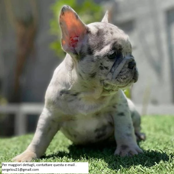 Cuccioli di Bulldog francese carini e adorabili