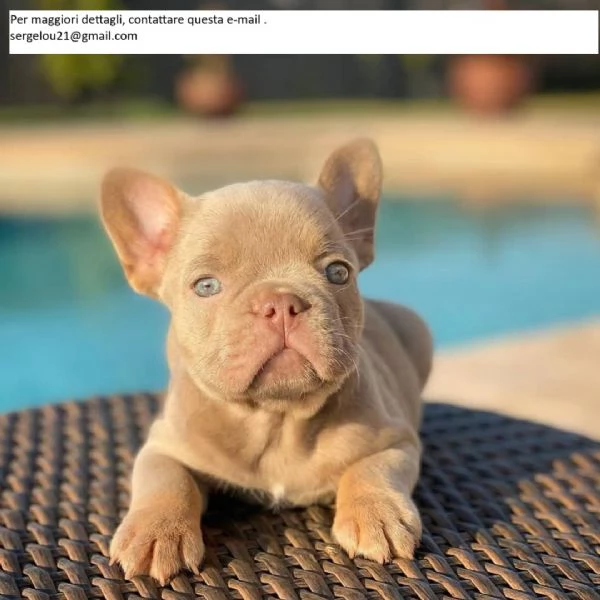 Bulldog francese carino e bellissimo