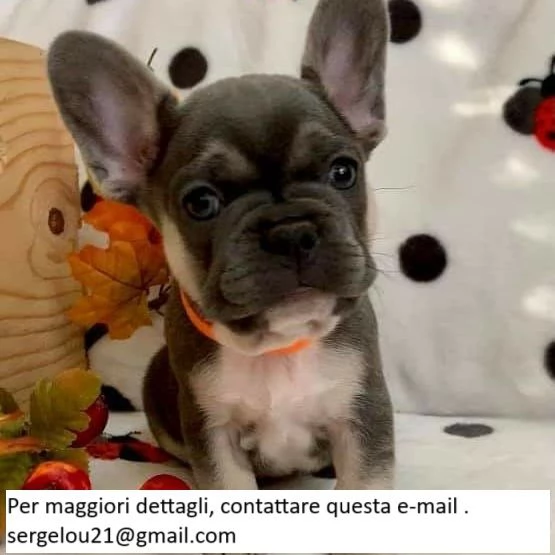 Due bellissimi cuccioli di Bulldog francese | Foto 0