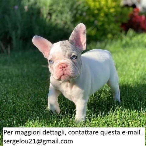 Bellissimi bulldog francesi